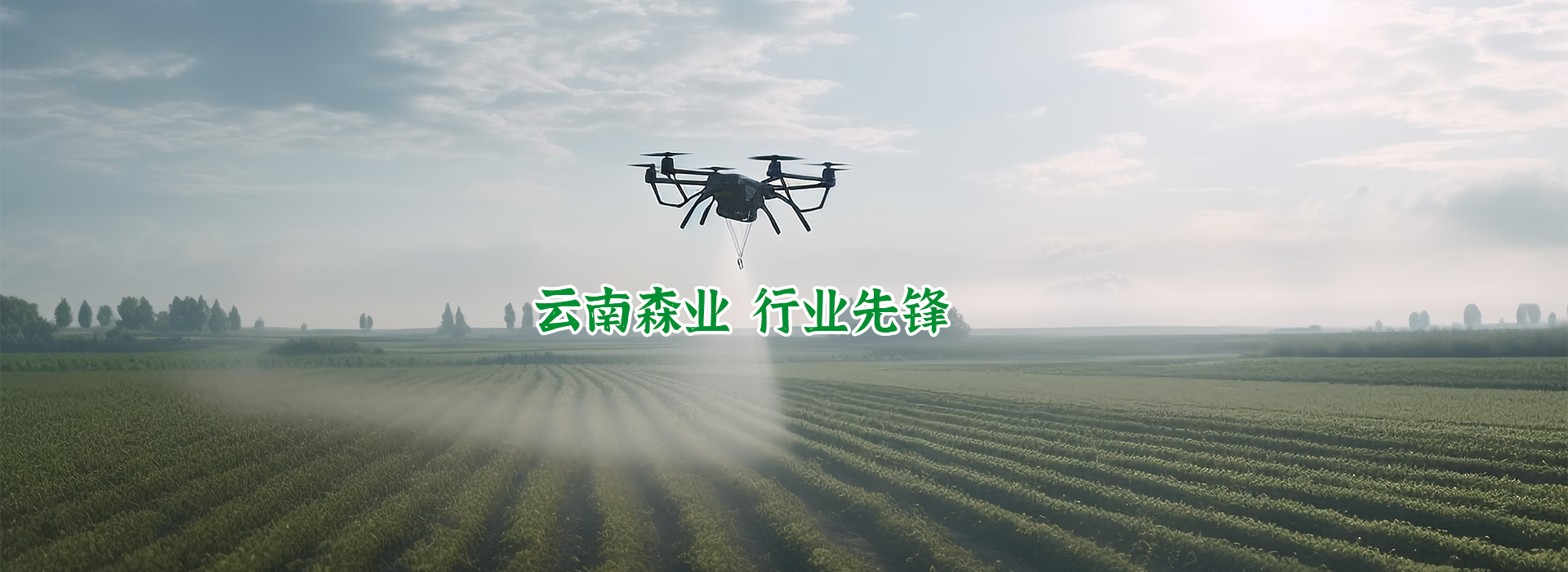云南森業(yè) 行業(yè)先鋒